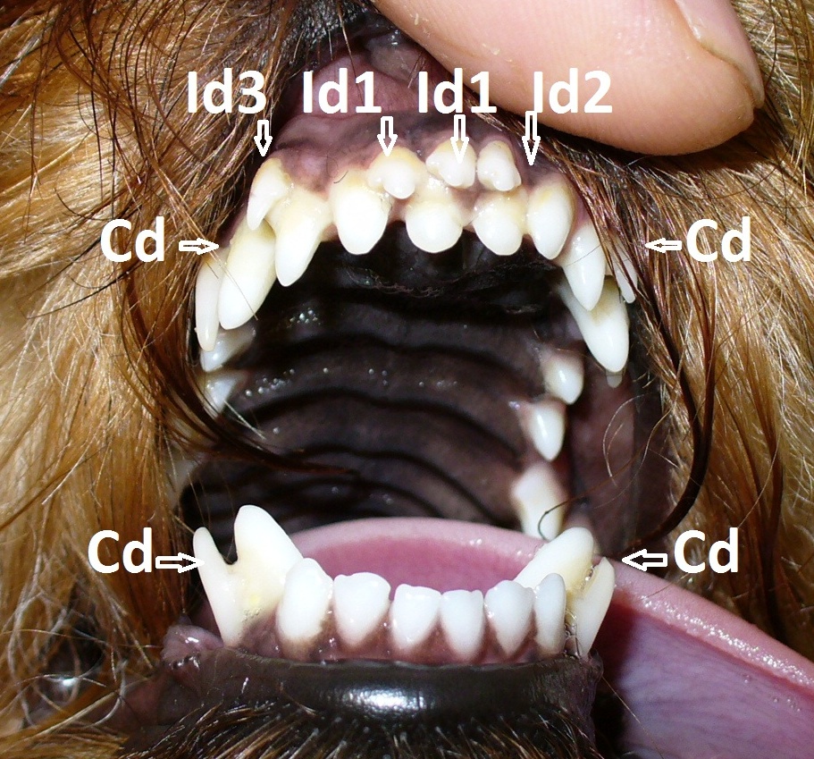 Dvojrady zubov u psov